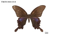 藏品(翠鳳蝶)的圖片